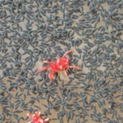 Trombidiidae (family) (Red velvet mite) at O'Malley, ACT - 28 Apr 2017 by Mike