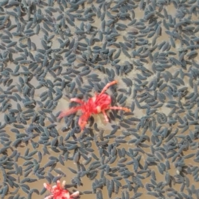 Trombidiidae (family) (Red velvet mite) at O'Malley, ACT - 28 Apr 2017 by Mike