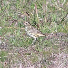 Pyrrholaemus sagittatus (Speckled Warbler) at Belconnen, ACT - 27 Apr 2017 by MatthewFrawley