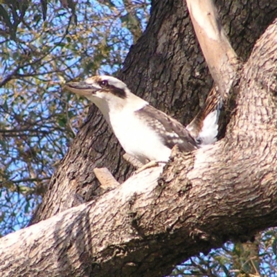 Dacelo novaeguineae (Laughing Kookaburra) at Kama - 27 Apr 2017 by MatthewFrawley