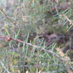 Acacia ulicifolia (Prickly Moses) at Garran, ACT - 28 Apr 2017 by Mike