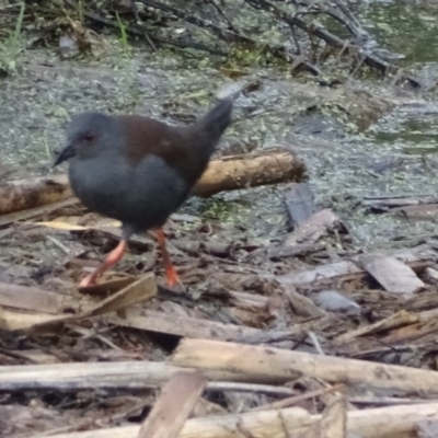 Zapornia tabuensis (Spotless Crake) at Jerrabomberra Wetlands - 24 Dec 2016 by roymcd