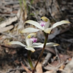 Caladenia ustulata (Brown Caps) at Gundaroo, NSW - 19 Sep 2015 by MaartjeSevenster