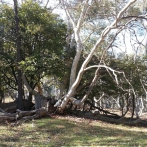 Crataegus monogyna at Majura, ACT - 17 Apr 2017 11:28 AM