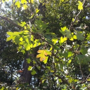 Crataegus monogyna at Majura, ACT - 17 Apr 2017 11:28 AM