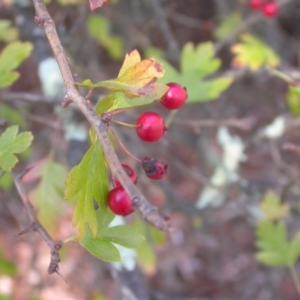 Crataegus monogyna at Majura, ACT - 17 Apr 2017 11:28 AM