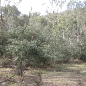 Acacia baileyana at Majura, ACT - 16 Apr 2017 02:49 PM