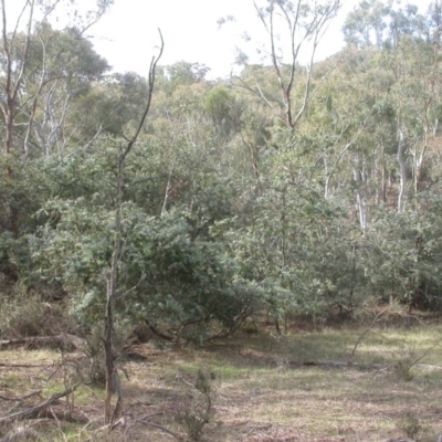 Acacia baileyana (Cootamundra Wattle, Golden Mimosa) at Majura, ACT - 16 Apr 2017 by waltraud