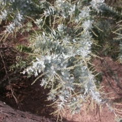 Acacia baileyana at Majura, ACT - 16 Apr 2017