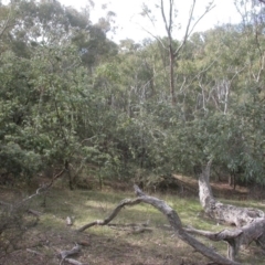 Acacia baileyana at Majura, ACT - 16 Apr 2017