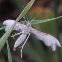 Wheeleria spilodactylus (Horehound plume moth) at Paddys River, ACT - 17 Oct 2015 by MichaelBedingfield