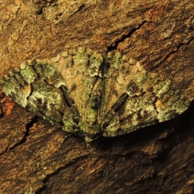 Aeolochroma metarhodata (Tea-tree Emerald) at Conder, ACT - 17 Apr 2015 by michaelb