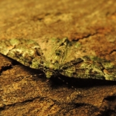 Aeolochroma metarhodata at Conder, ACT - 17 Apr 2015