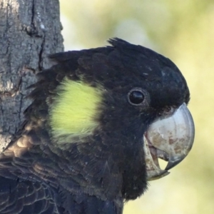 Zanda funerea at Fyshwick, ACT - 23 Apr 2017