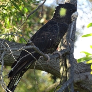 Zanda funerea at Fyshwick, ACT - 23 Apr 2017 09:03 AM