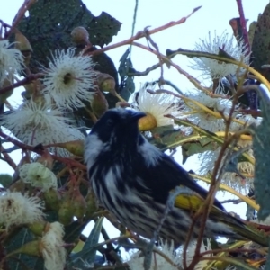 Phylidonyris niger X novaehollandiae (Hybrid) at Fyshwick, ACT - 23 Apr 2017