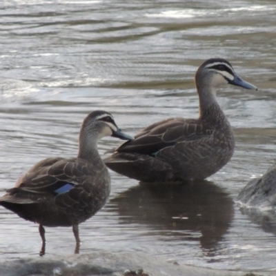 Anas superciliosa (Pacific Black Duck) at Molonglo River Reserve - 24 Apr 2017 by michaelb