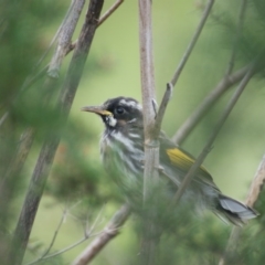 Phylidonyris niger X novaehollandiae (Hybrid) (White-cheeked X New Holland Honeyeater (Hybrid)) at Fyshwick, ACT - 13 Sep 2016 by roymcd