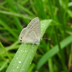 Lampides boeticus (Long-tailed Pea-blue) at Fadden Hills Pond - 30 Oct 2016 by RyuCallaway