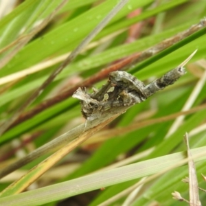 Chrysodeixis argentifera at Fadden, ACT - 30 Oct 2016