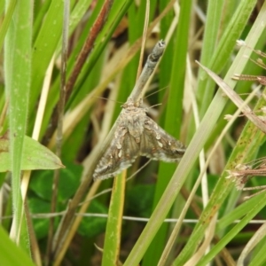 Chrysodeixis argentifera at Fadden, ACT - 30 Oct 2016