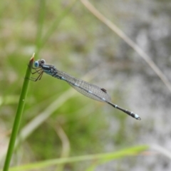 Austrolestes leda (Wandering Ringtail) at Fadden, ACT - 30 Oct 2016 by ArcherCallaway