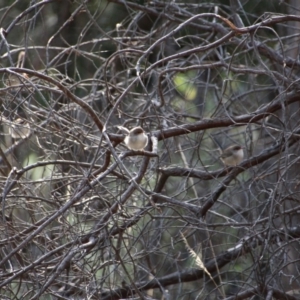 Malurus cyaneus at Hackett, ACT - 28 Apr 2017