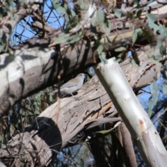 Colluricincla harmonica (Grey Shrikethrush) at Mount Majura - 28 Apr 2017 by petersan