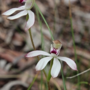 Caladenia moschata at Gundaroo, NSW - 18 Oct 2015