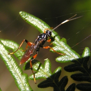 Gotra sp. (genus) at Paddys River, ACT - 29 Apr 2017 11:52 AM