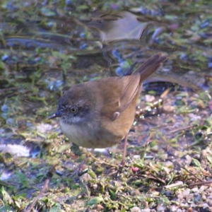 Sericornis frontalis at Paddys River, ACT - 29 Apr 2017 12:27 PM