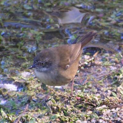 Sericornis frontalis (White-browed Scrubwren) at Paddys River, ACT - 29 Apr 2017 by MatthewFrawley