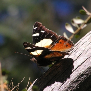 Vanessa itea at Paddys River, ACT - 29 Apr 2017