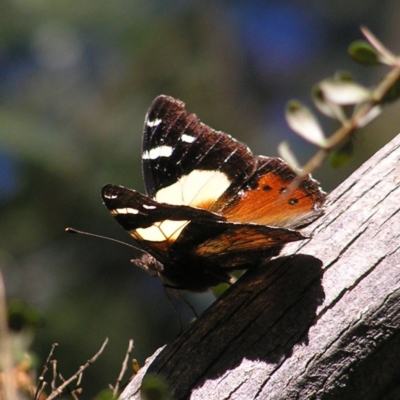 Vanessa itea (Yellow Admiral) at Paddys River, ACT - 29 Apr 2017 by MatthewFrawley