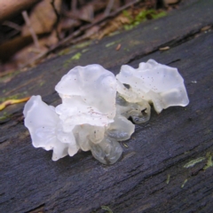 Tremella fuciformis (Snow Fungus) at Paddys River, ACT - 29 Apr 2017 by MatthewFrawley