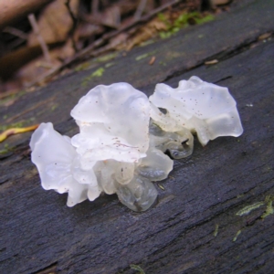 Tremella fuciformis at Paddys River, ACT - 29 Apr 2017