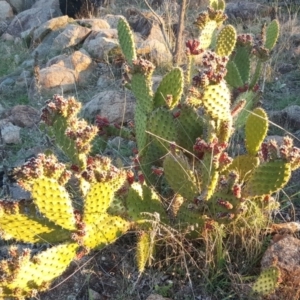 Opuntia puberula at Isaacs, ACT - 29 Apr 2017 04:57 PM