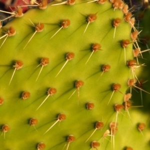 Opuntia puberula at Isaacs, ACT - 29 Apr 2017