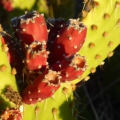 Opuntia puberula at Isaacs, ACT - 29 Apr 2017 04:57 PM