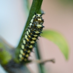 Papilio anactus at Murrumbateman, NSW - 29 Apr 2017