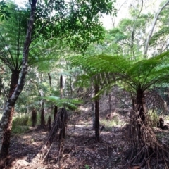 Cyathea australis subsp. australis (Rough Tree Fern) at Nelson Beach - 28 Apr 2017 by RossMannell