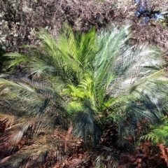 Macrozamia communis (Burrawang) at Nelson Beach - 20 Apr 2017 by RossMannell