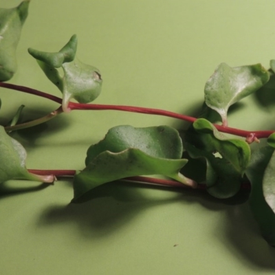 Anredera cordifolia (Madeira Vine ) at Paddys River, ACT - 29 Apr 2017 by michaelb