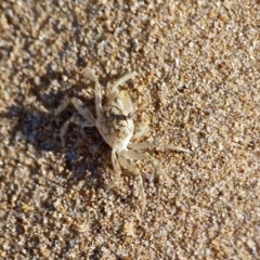 Unidentified at Mogareeka, NSW - 28 Apr 2017 by RossMannell