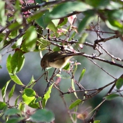 Acanthiza pusilla (Brown Thornbill) at Nelson, NSW - 24 Apr 2017 by RossMannell