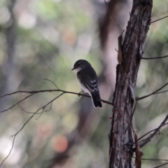 Microeca fascinans (Jacky Winter) at Nelson, NSW - 24 Apr 2017 by RossMannell