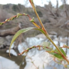 Persicaria hydropiper (Water Pepper) at Coombs, ACT - 24 Apr 2017 by MichaelBedingfield