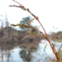 Persicaria hydropiper at Molonglo River Reserve - 24 Apr 2017