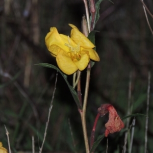 Oenothera stricta subsp. stricta at Molonglo River Reserve - 24 Apr 2017 07:27 PM