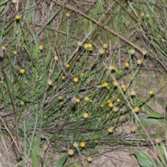 Calotis lappulacea (Yellow Burr Daisy) at Molonglo River Reserve - 24 Apr 2017 by michaelb